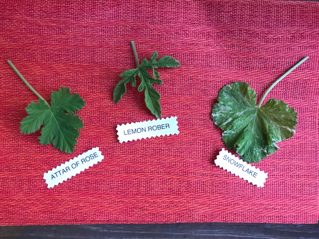 scented-geranium-plants